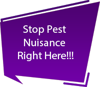 Pest Control Services in Kundrathur