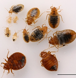Bed Bug Control Services in Keelkattalai