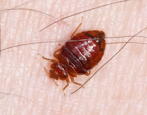 Bed Bug Control Services in Keelkattalai